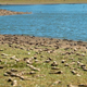 Dead carp fish on the dried lakebed of the Peñuelas Lake, a reservoir in Chile’s Valparaiso Region in 2022.